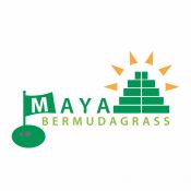 Bermudagrass - Maya (Coated)